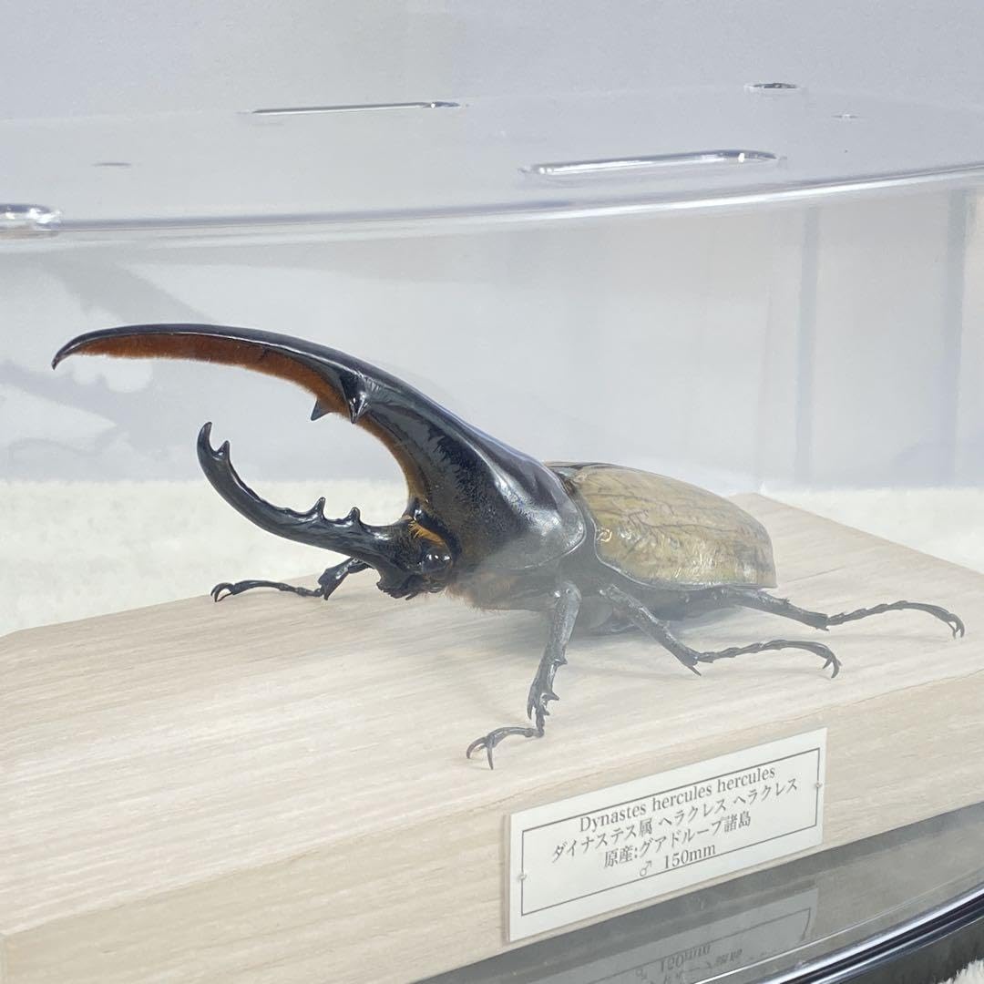 ヘラクレスオオカブト標本 (大型個体) 大型】ヘラクレスオオカブト（ヘラクレス）のオブジェ（標本